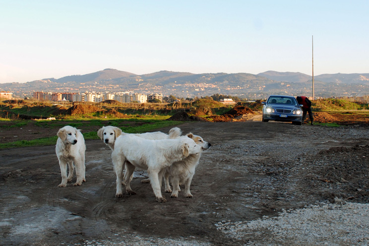 ZimmerFrei - I giorni del cane